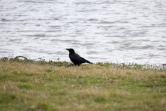 IMG_8112-5
