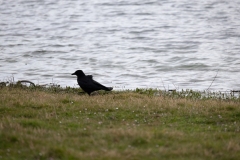 IMG_8113-6