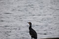 IMG_8159-32