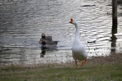 IMG_8171-39