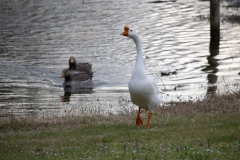 IMG_8172-40