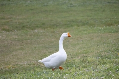 IMG_8176-42