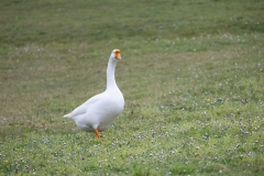 IMG_8178-43