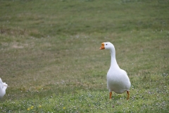 IMG_8179-44