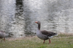 IMG_8184-48