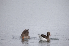 IMG_8271-100