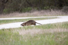 IMG_8353-145