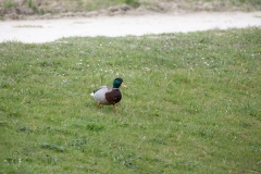 IMG_8406-167
