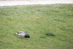 IMG_8407-168