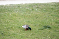 IMG_8408-169