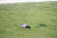IMG_8410-170