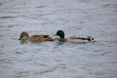 IMG_8420-176