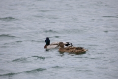 IMG_8423-178