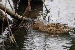 IMG_8438-187