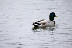 IMG_8463-204