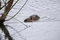 IMG_8547-237