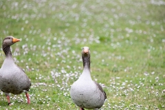IMG_8579-251