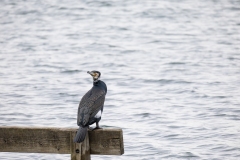 IMG_8667-281