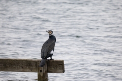 IMG_8668-282