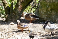 IMG_0509-5
