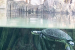 IMG_0921-350